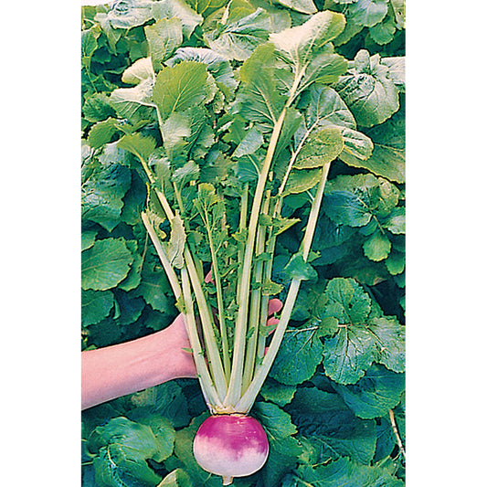 Royal Crown F1 Hybrid Turnip Seeds