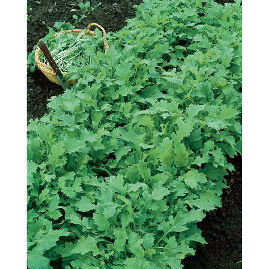 Seven Top Turnip Seeds