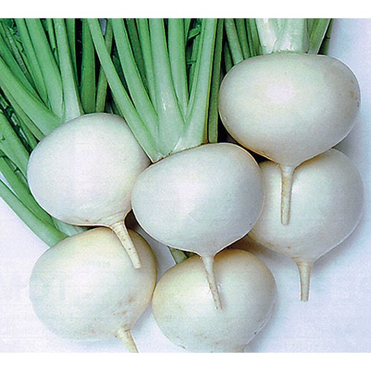 Tokyo Cross F1 Hybrid Turnip Seeds