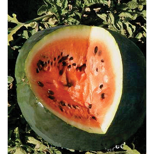 Black Diamond Watermelon Seeds