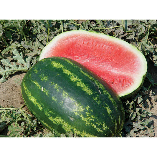 Comadre F1 Hybrid Watermelon Seeds