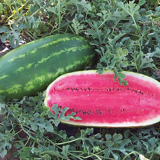 WD-04-61 F1 Hybrid Watermelon Seeds