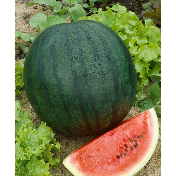 Florida Giant Watermelon Seeds