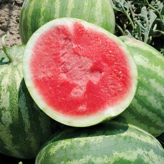 Red Rock F1 Hybrid Watermelon Seeds