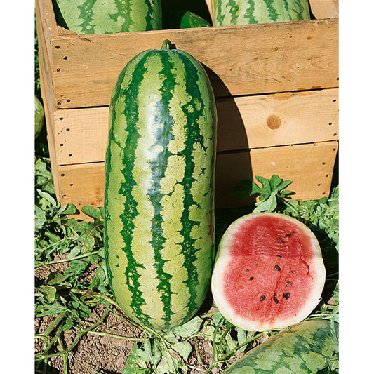 Jubilee Watermelon Seeds