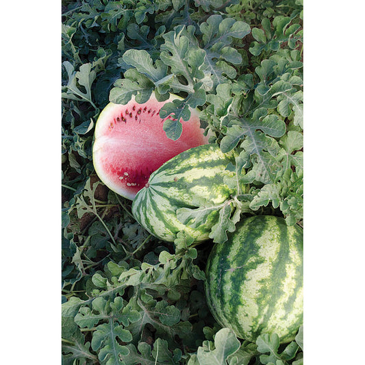 Compadre F1 Hybrid Watermelon Seeds