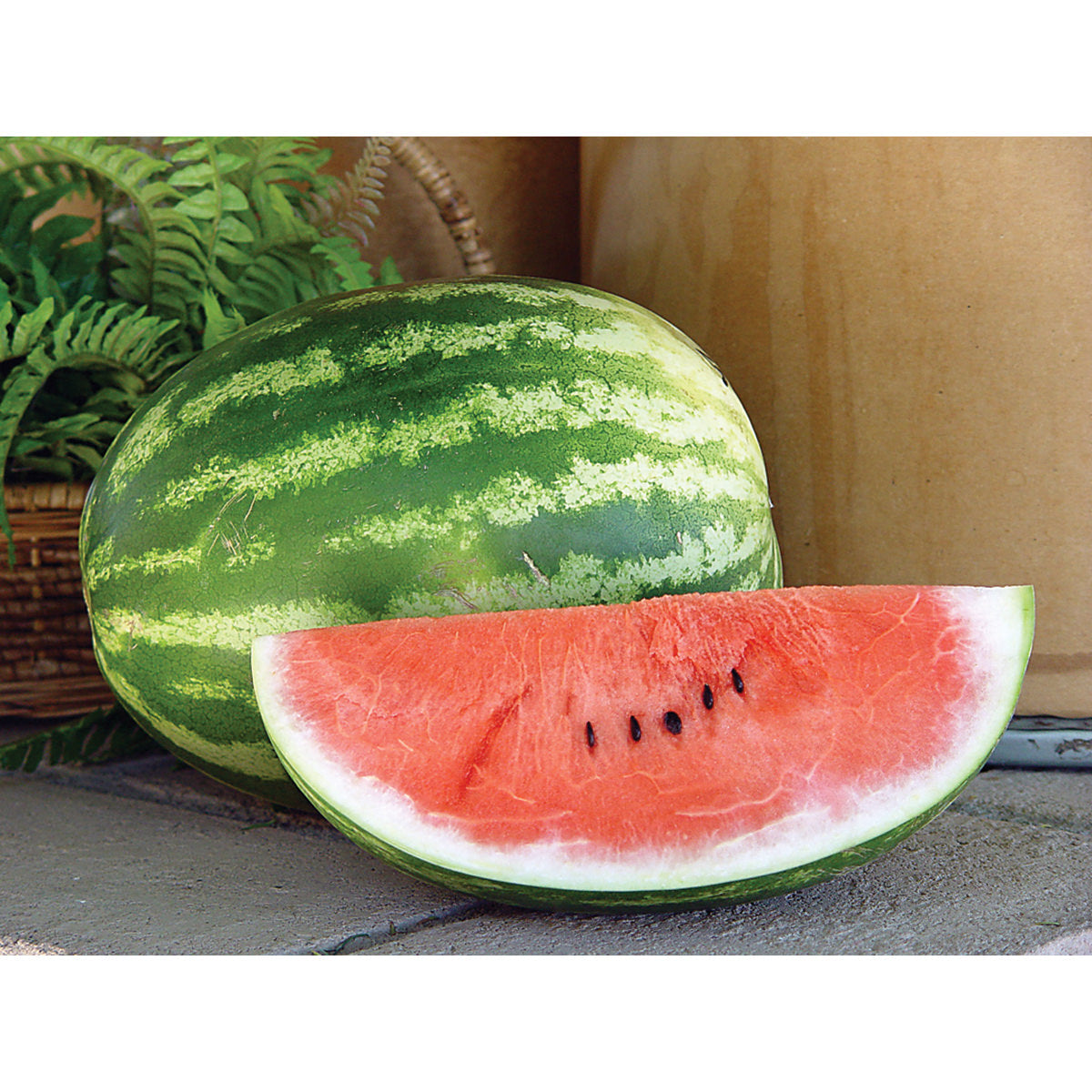 Playmate F1 Hybrid Watermelon Seeds
