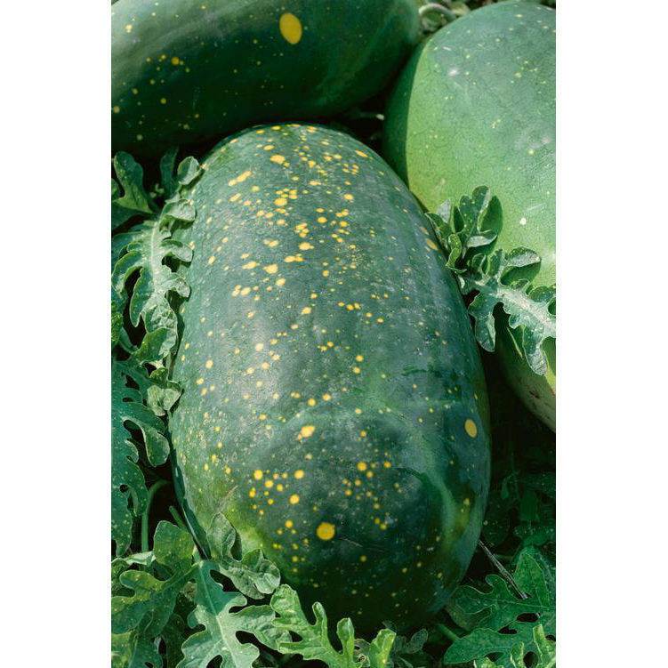 Moon & Stars Red Watermelon Seeds