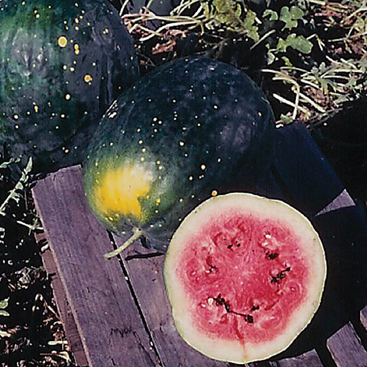 Moon & Stars Red Watermelon Seeds