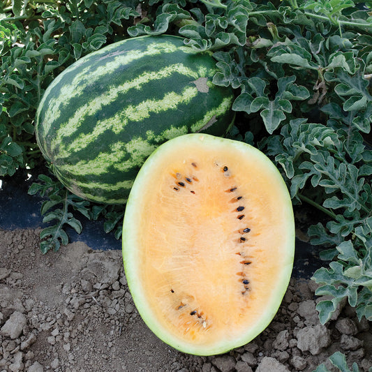 Orange Krush F1 Hybrid Watermelon Seeds
