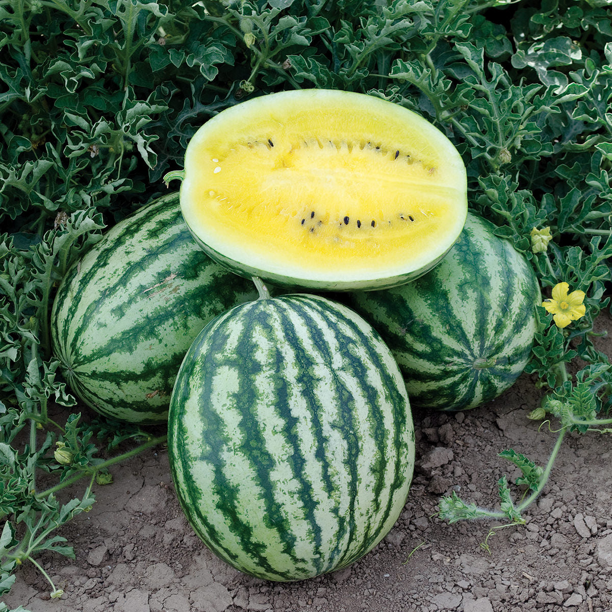 Lemon Krush F1 Hybrid Watermelon Seeds