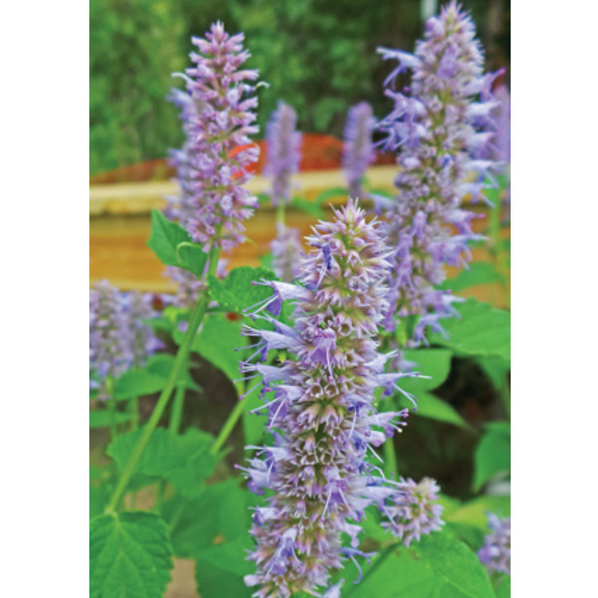 Anise Hyssop Seeds