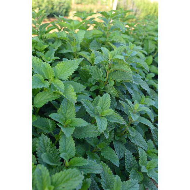 Lemon Balm Seeds