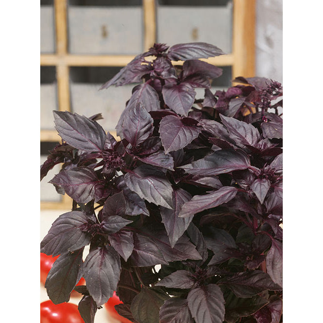 Dark Opal Purple Basil Seeds