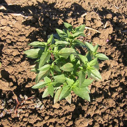 Siam Queen Basil Seeds