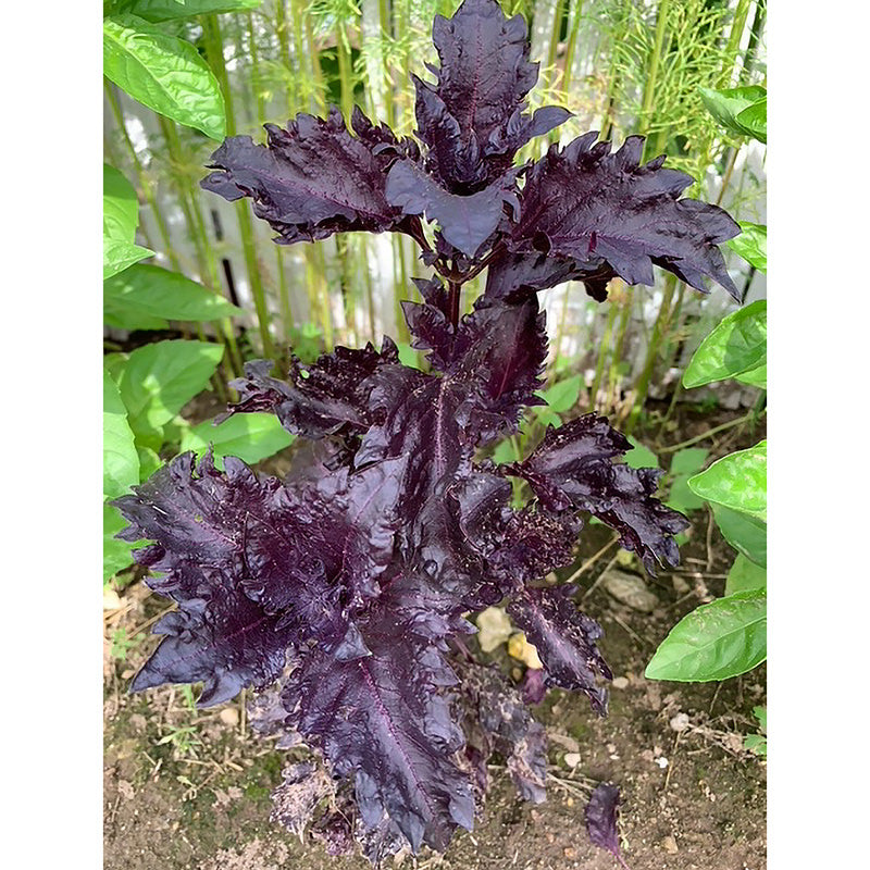Purple Ruffles Basil Seeds