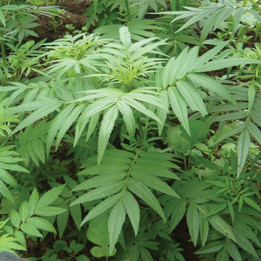 Black Mint/Huacatay Seeds