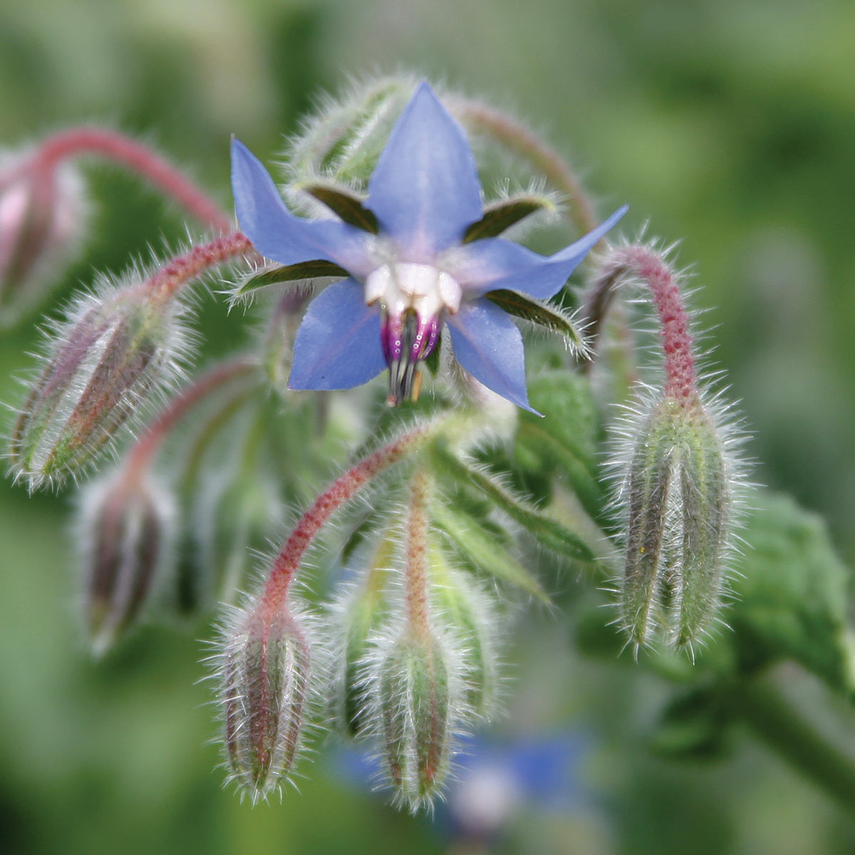 Borage Seeds – NE SEED