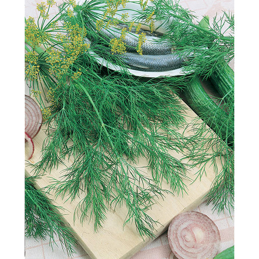 Bouquet Dill Seeds