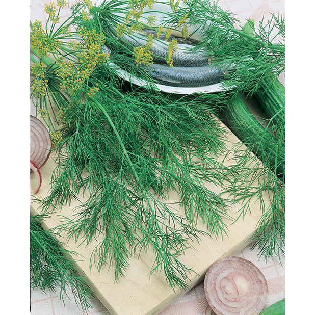 Bouquet Dill Seeds