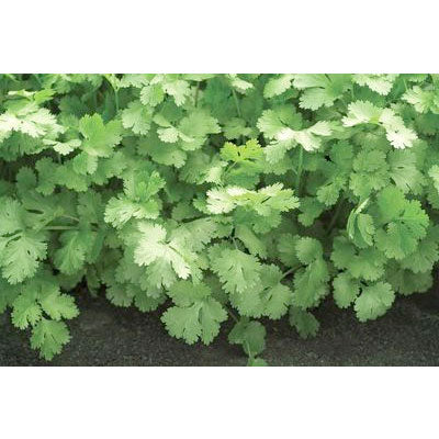 Certified Organic Slow Bolting Cilantro/Coriander Seeds