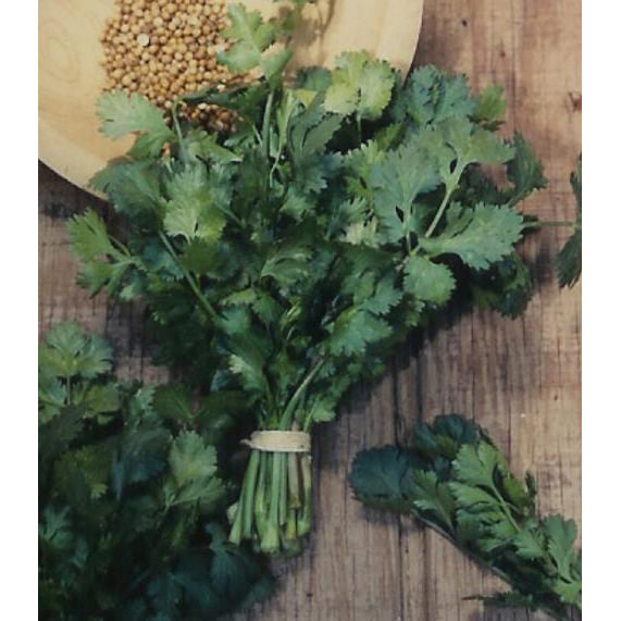Slow Bolting Cilantro/Coriander Seeds NE SEED