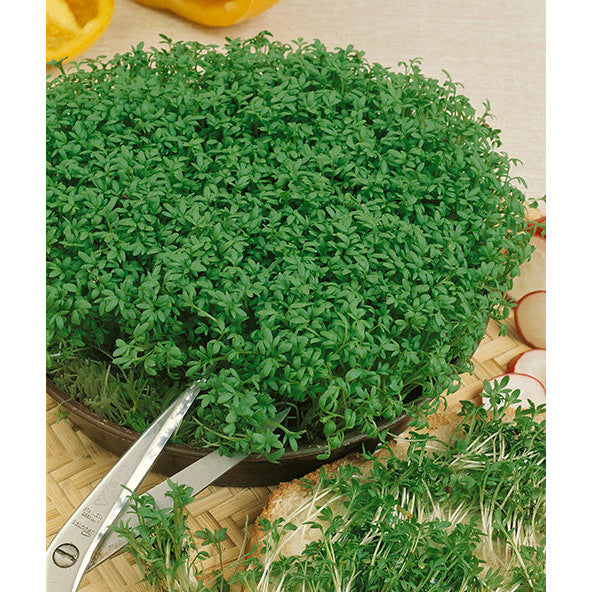 Curled Garden Cress Seeds