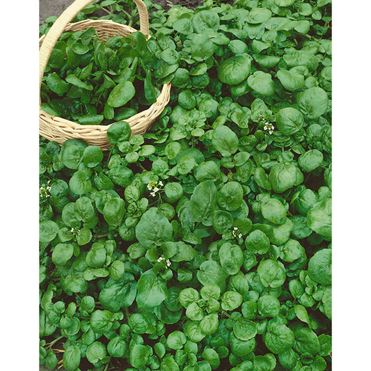 True Watercress Seeds