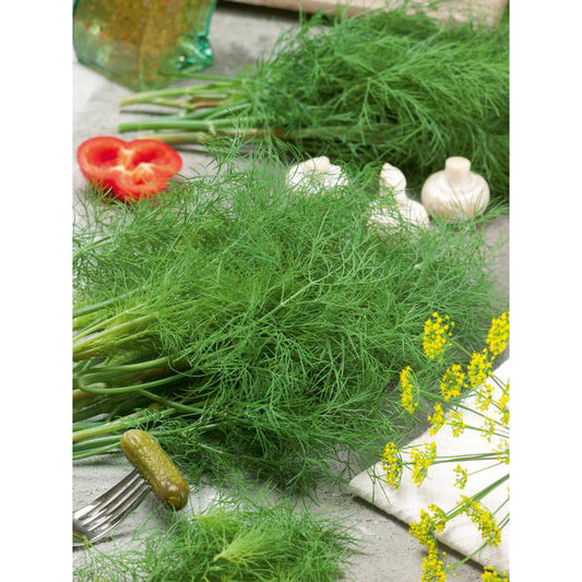 Dukat Dill Seeds