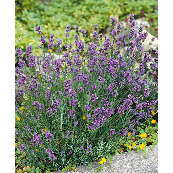 True Lavender Seeds