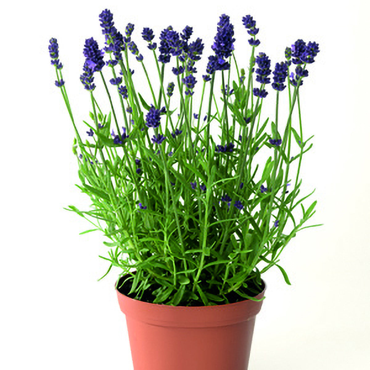Blue Scent Lavender Seeds