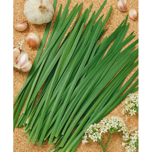 Garlic Chives Seeds