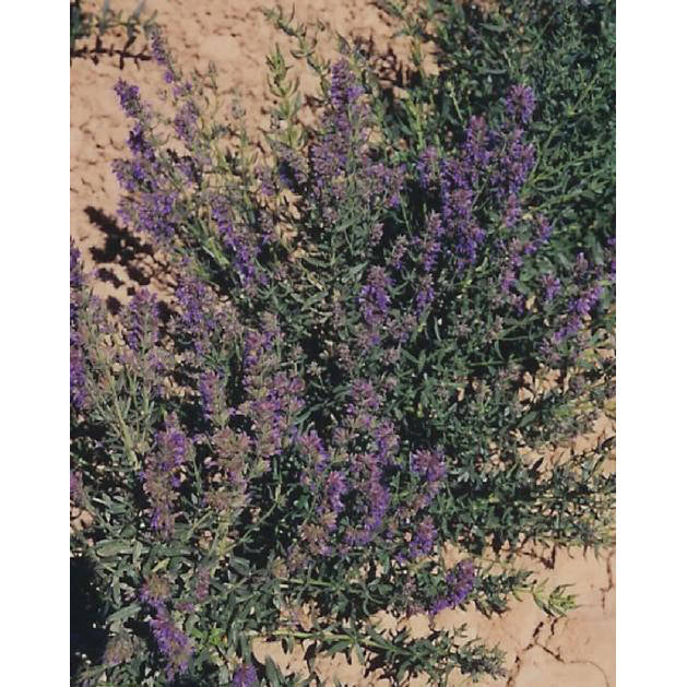 Hyssop Seeds