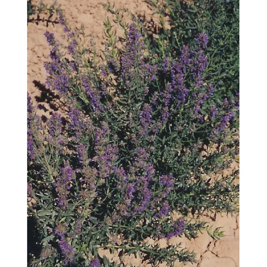 Hyssop Seeds