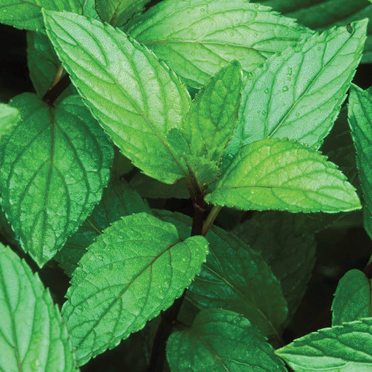 Peppermint Seeds
