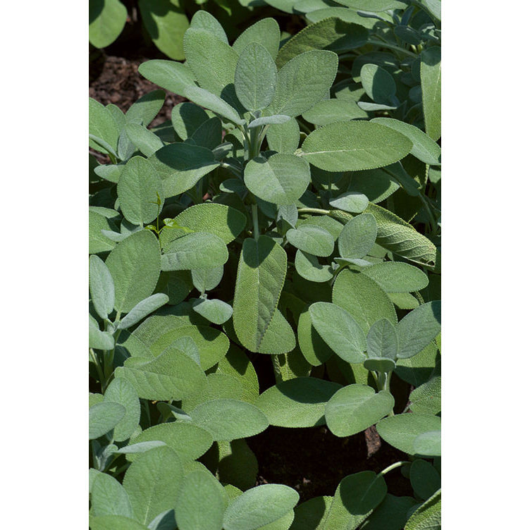 Sage Seeds