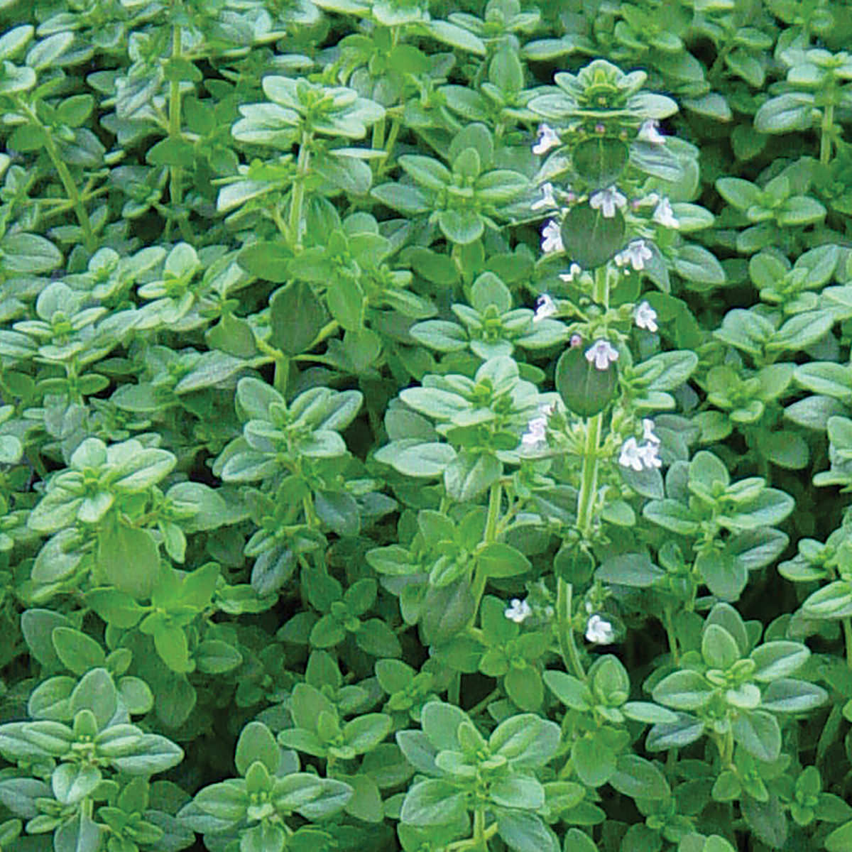 Broad Leaf Winter Thyme Seeds