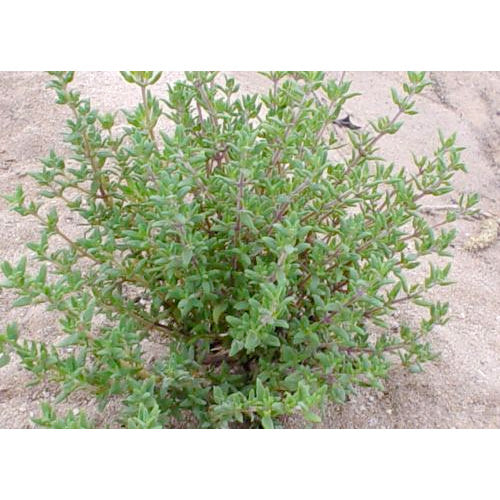 Broad Leaf Winter Thyme Seeds
