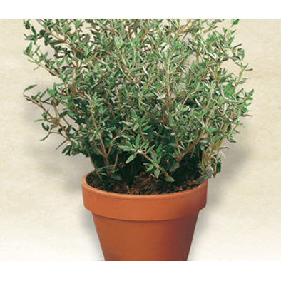 French/Summer Thyme Seeds