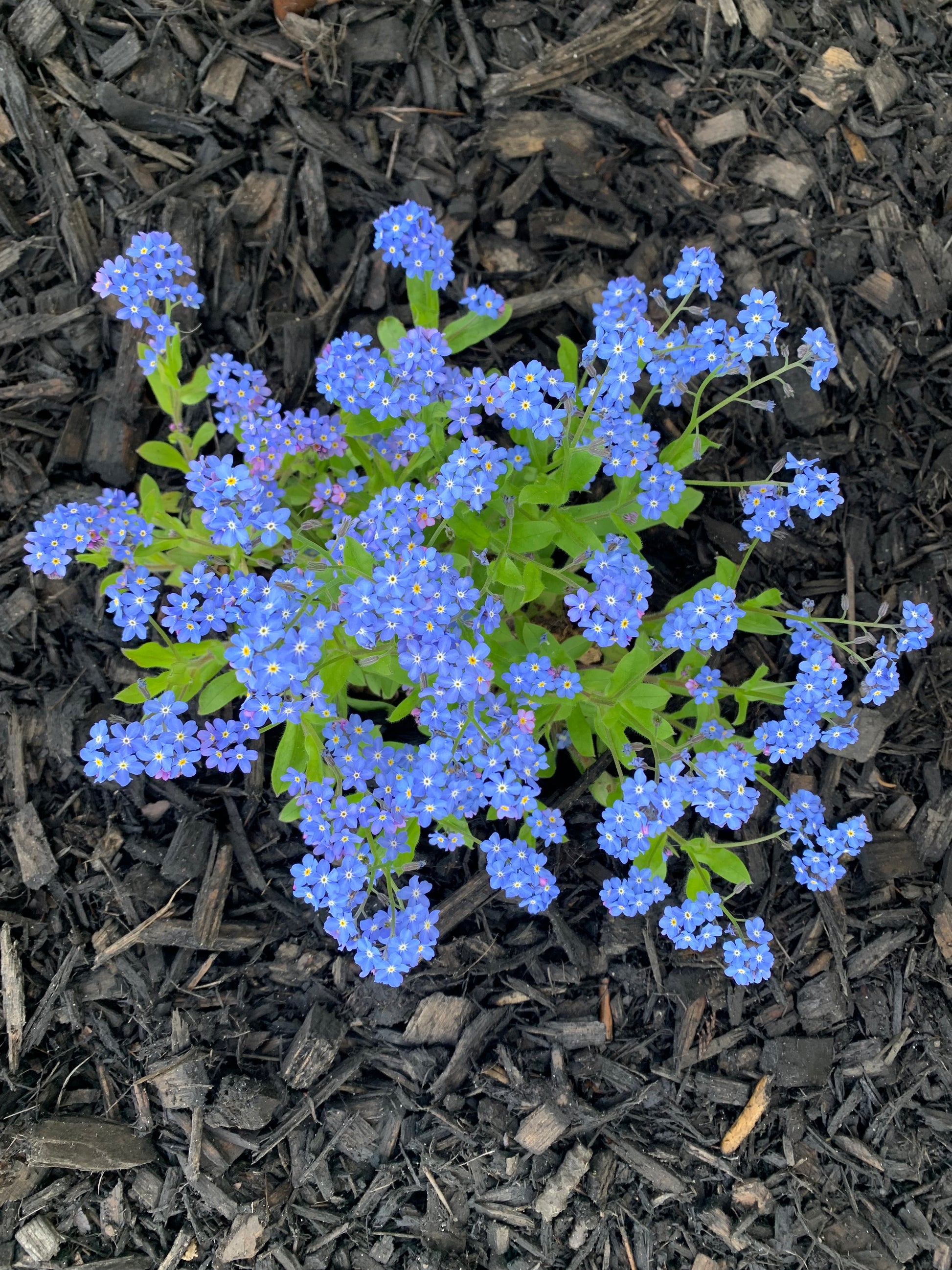 seeds and plants near me Forget-Me-Not Indigo Blue Seeds