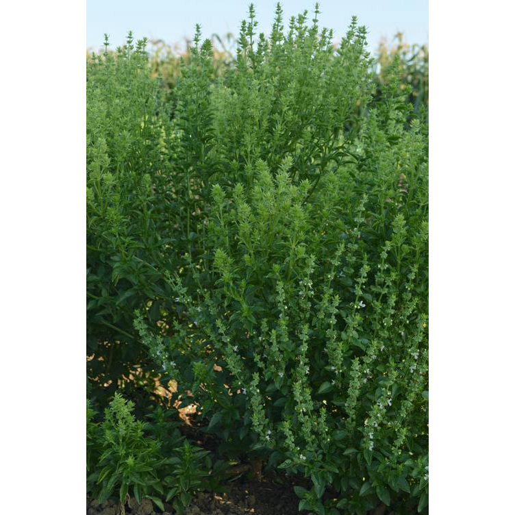 Fine Verde Basil Seeds