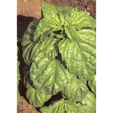 Valentino Basil Seeds