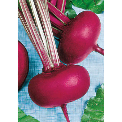 Piatta D'Egitto Italian Beet Seeds