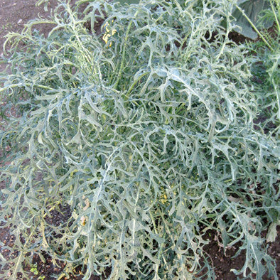 Spigariello Italian Broccoli Raab Seeds