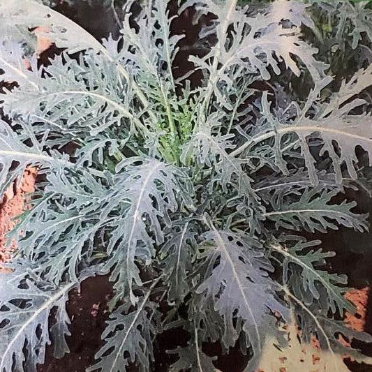 Minestra Nera Riccia Italian Kale Seeds