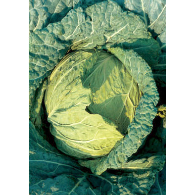 Di Napoli Tardivo Italian Cabbage Seeds