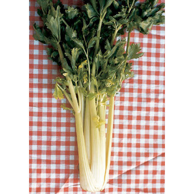 Dorato D’Asti Italian Celery Seeds