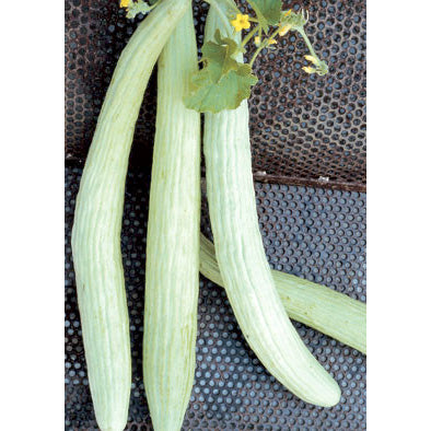 Lungo Tortarello Chiaro Italian Cucumber Seeds