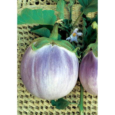 Rotunda Romanesca Italian Eggplant Seeds