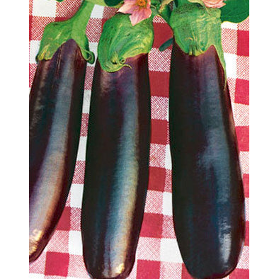 Violetta Lunga di Napoli 2 Italian Eggplant Seeds